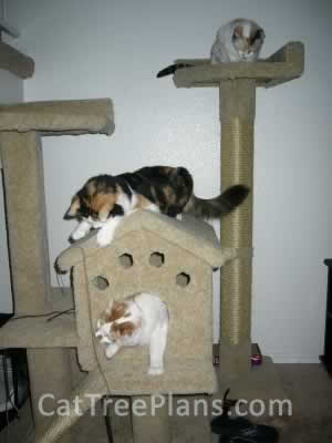 how to make a cat tree Cat Tree Plans Customer 037